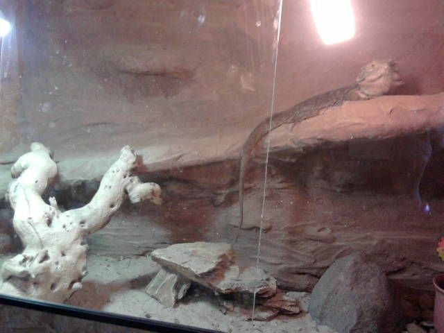 Spitzenterrarium + Bartagame - Terrarien - Schlangen/Kohlstädt