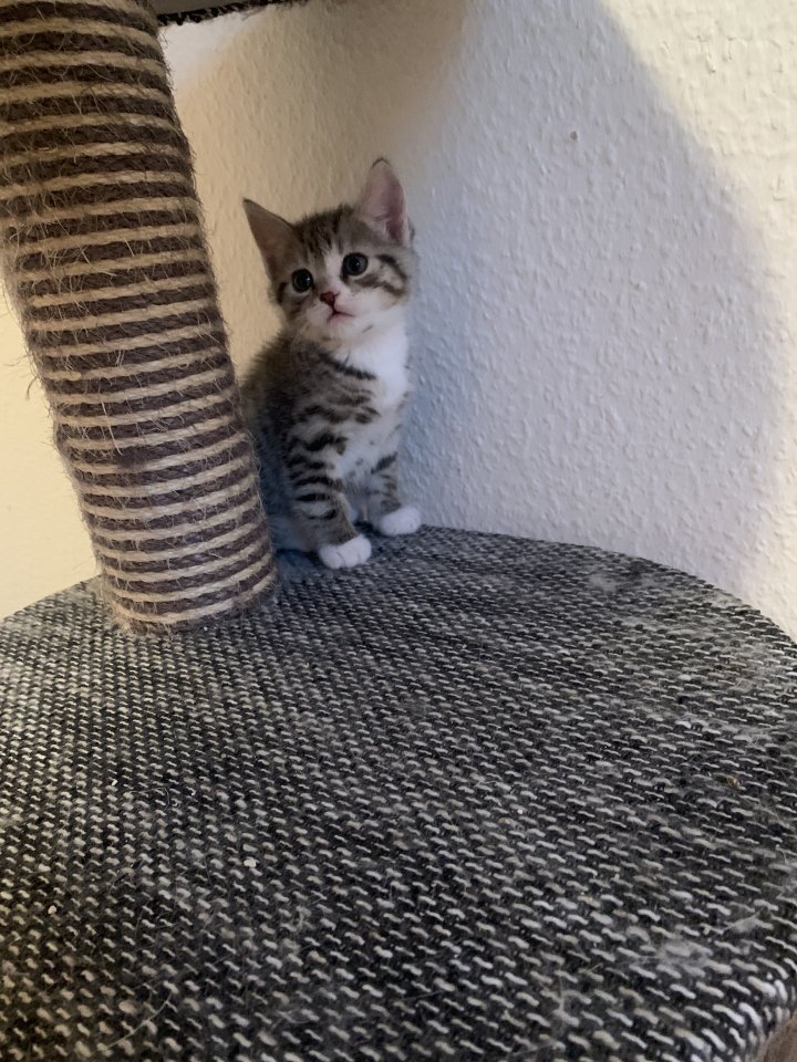 Kleines Bkh Mix Katerchen sucht zu Hause - Katzen - Plauen