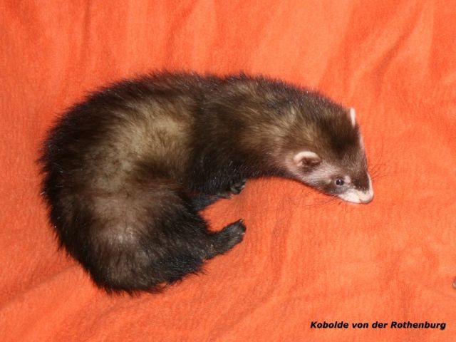 Frettchen Welpen von April 2010 abzugeben - Frettchen - Hasbergen