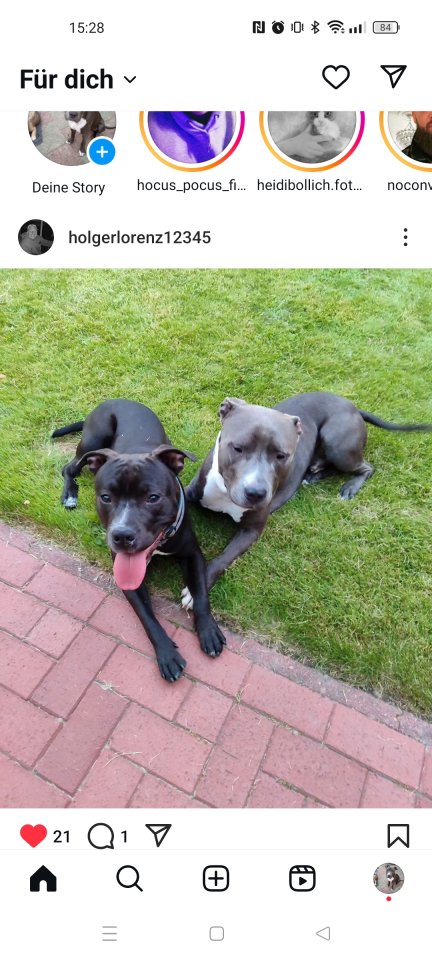 Toller Hund  2 Jahre wegen Zeitmangel abzugeben - Hunde - Norden