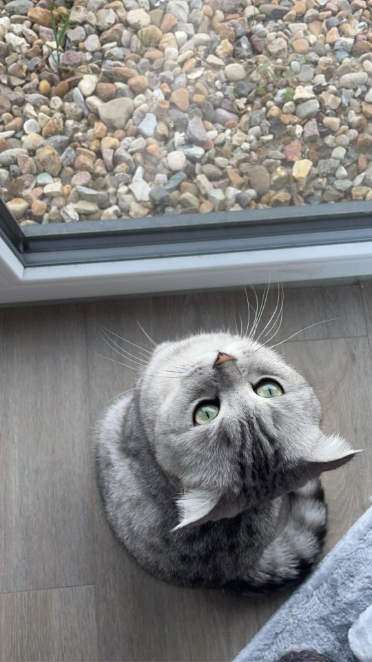 Zwei liebevolle BKH-Mix Katzen - Katzen - Wistedt