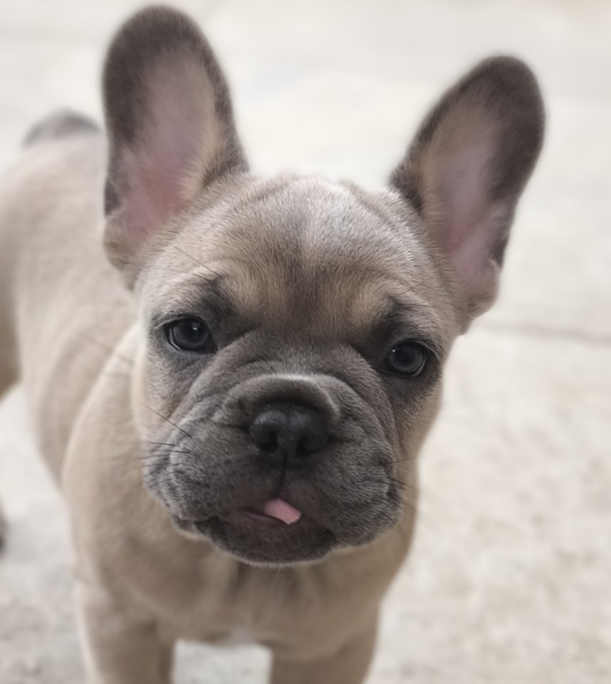 Französische  Bulldogge mit Ahnentafel freiatmend und sportlich - Hunde - Leichlingen