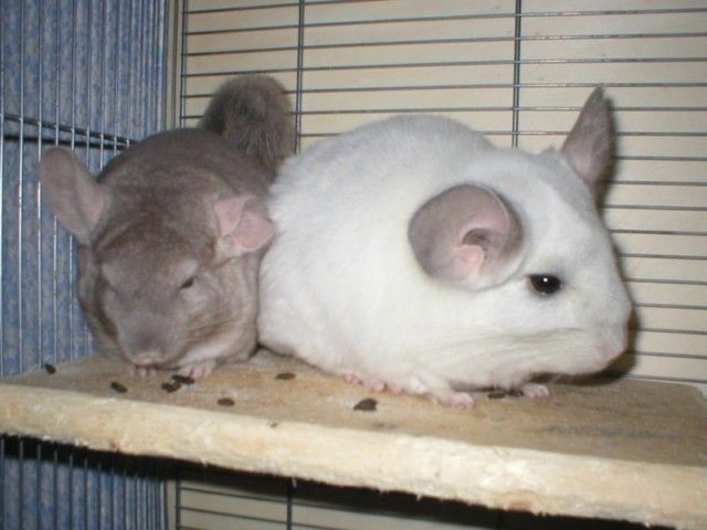 Dringend! Chinchilla Pärchen - Nagetiere Allgemein - Duisburg