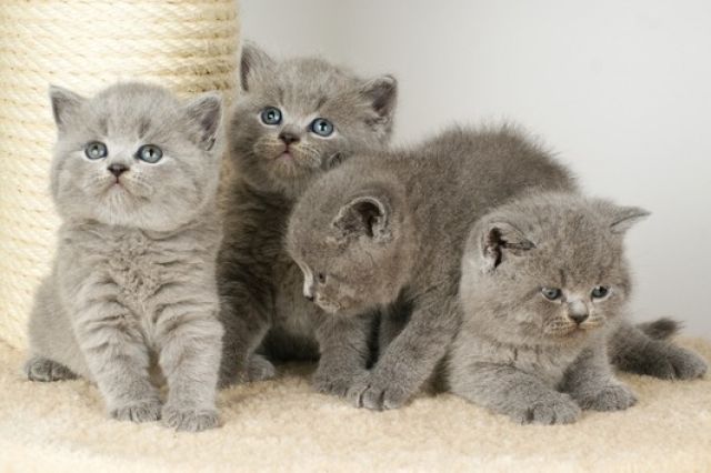 Britisch Kurzhaar Babys in blau | tieranzeigen.net