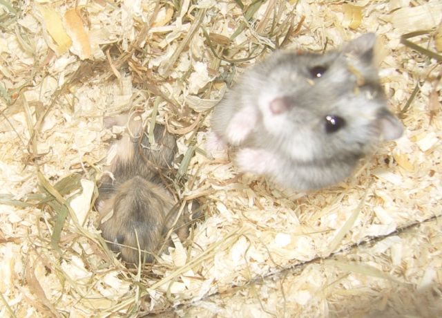 Dsungarische Zwerghamster abzugeben die 2.te - Hamster - Marl