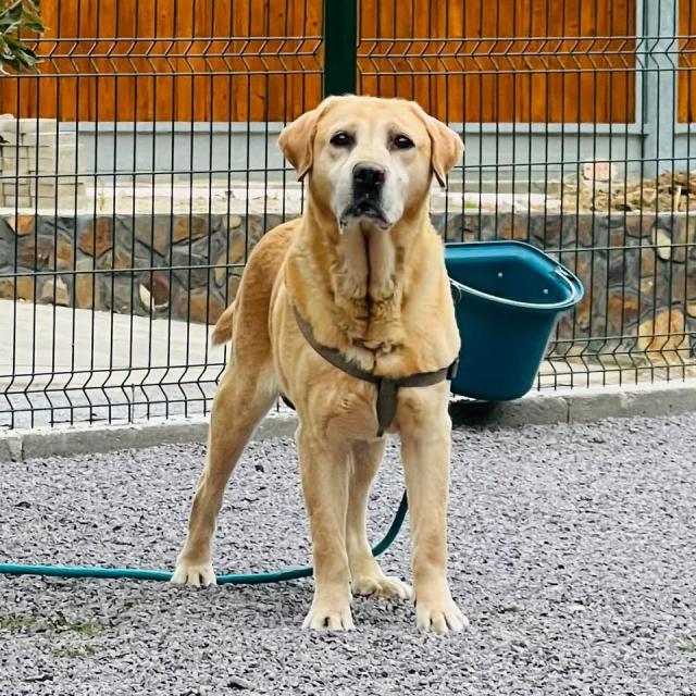 Adonis…ein sehr freundlicher und liebenswerter Kerl - Hunde - Hünfelden