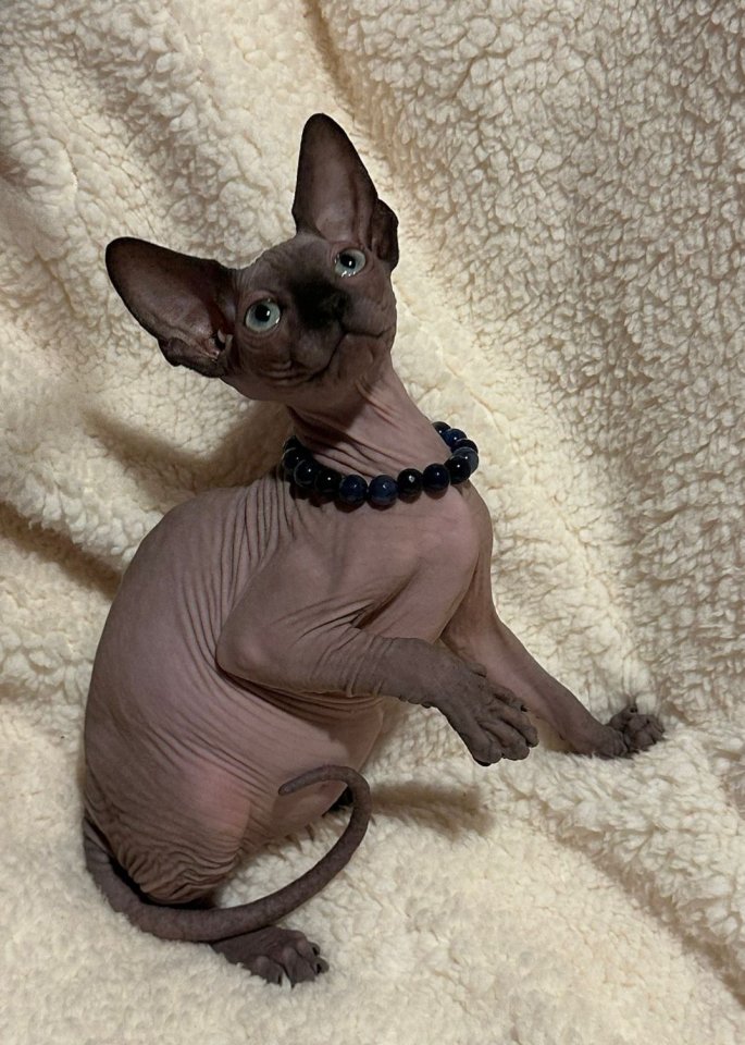 Kanadische Sphynx Kitten - Katzen - Euskirchen