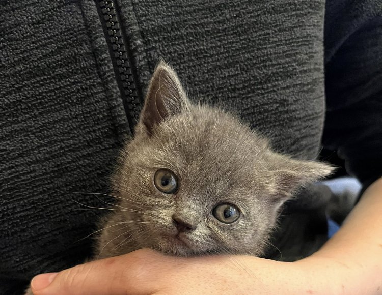 BKH reinrassige Kitten in Blue mit Stammbaum - Katzen - Waldbröl