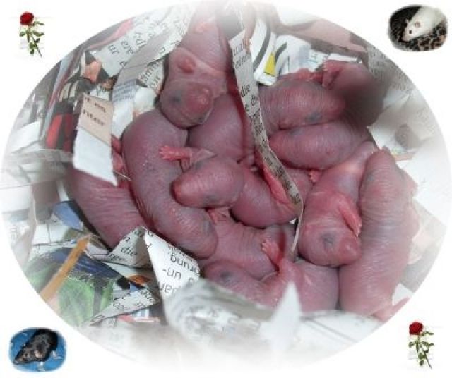 Unser L-Wurf ist da - Ratten - Rotenburg/Wümme