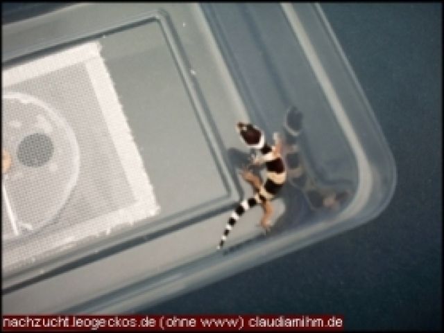 Leogeckobabys - Reptilien - Fulda