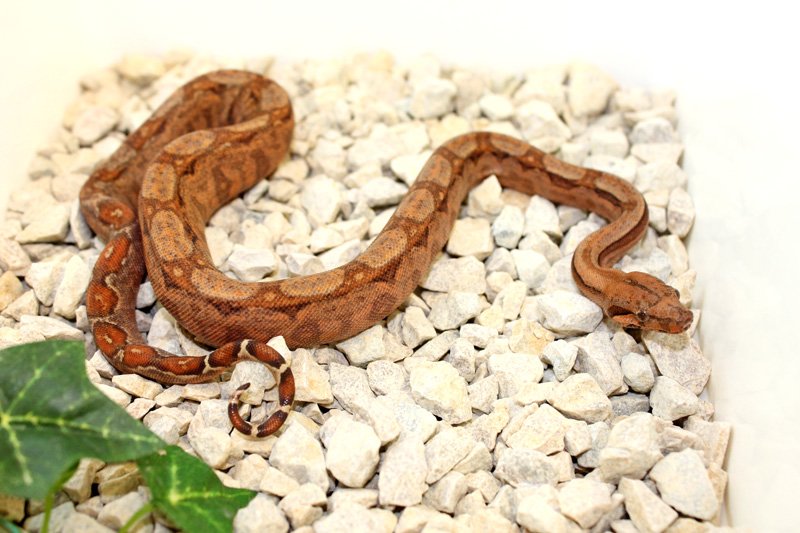 Wir geben ab aus eigener Nachzucht „CA Hypo Sonora erythristic (kleinbleibende V - Reptilien - Willich