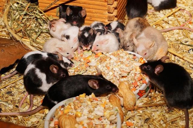 Diverse Mäuse abzugeben - Maeuse - Berlin - Köpenick