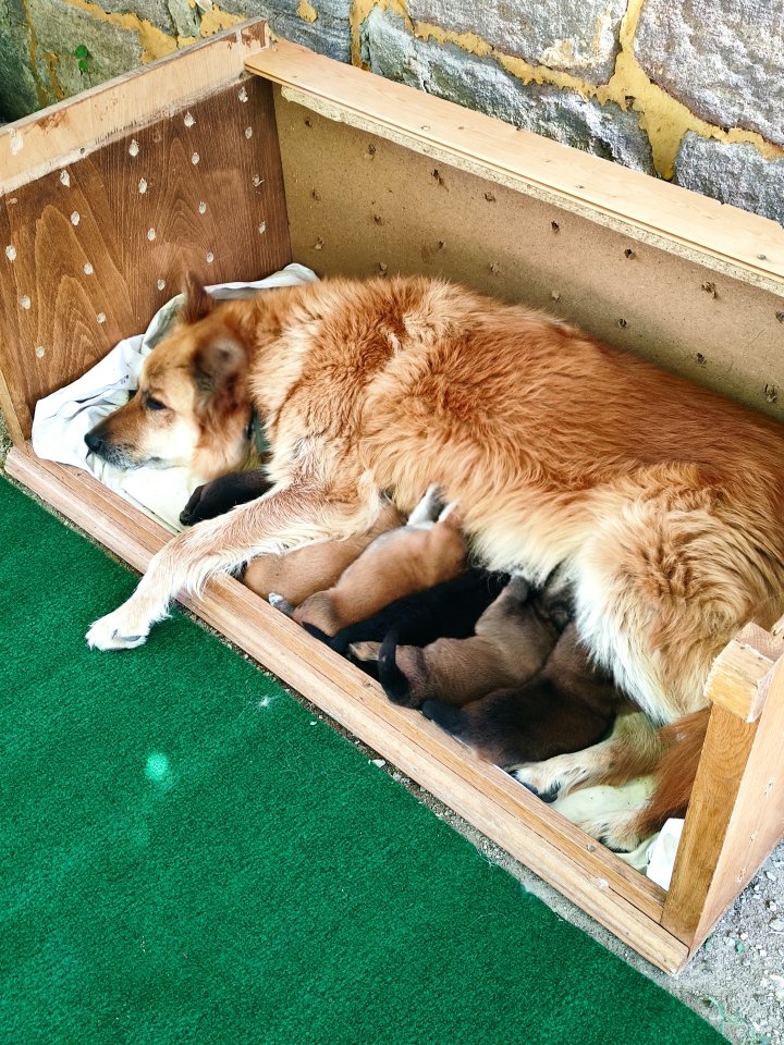Harzer Fuchs Welpen reinrassig - Hunde - Kyffhäuserland
