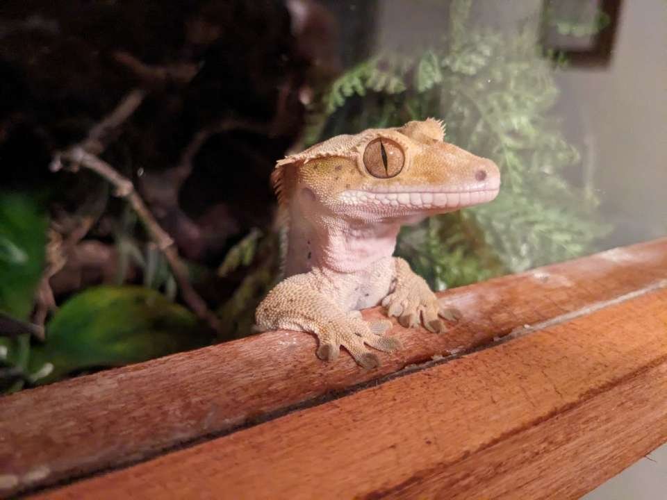 Kronengecko männl. Jg. 2017 - Reptilien - Braunschweig
