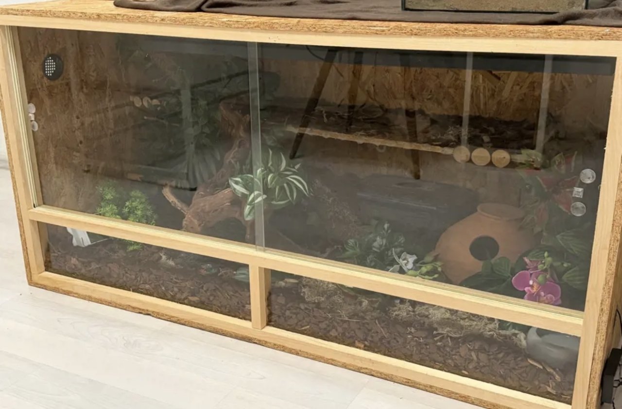 2 Königspython mit Terrarium - Reptilien - Dortmund