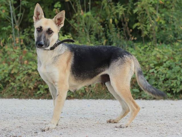 Callidora...zurückhaltend, sanft, anhänglich und verschmust - Hunde - Hünfelden