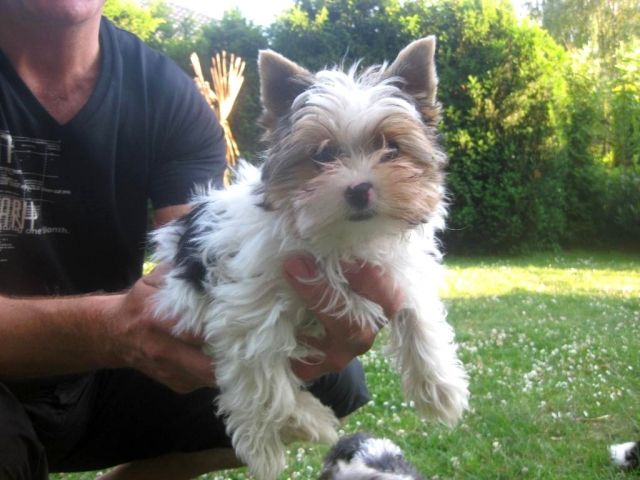 Biewer Yorkshire Terrier Rude Kleinbleibend Tieranzeigen Net