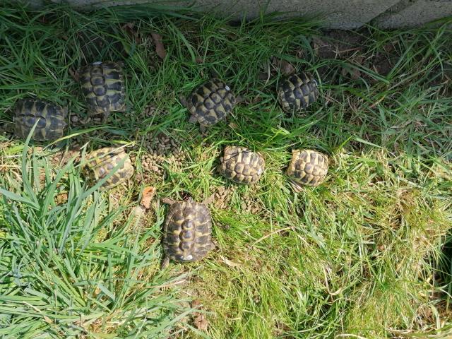 Grischiche Landschildkröten (THB)  - Reptilien - Gangelt 