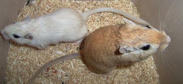 2 Rennmäuse abzugeben - Maeuse - Wettringen