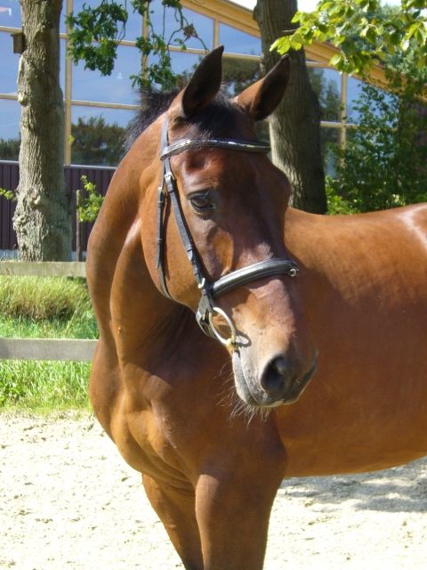 Reitbeteiligung für 14-Jährigen Wallach gesucht - Reitbeteiligung - Debstedt