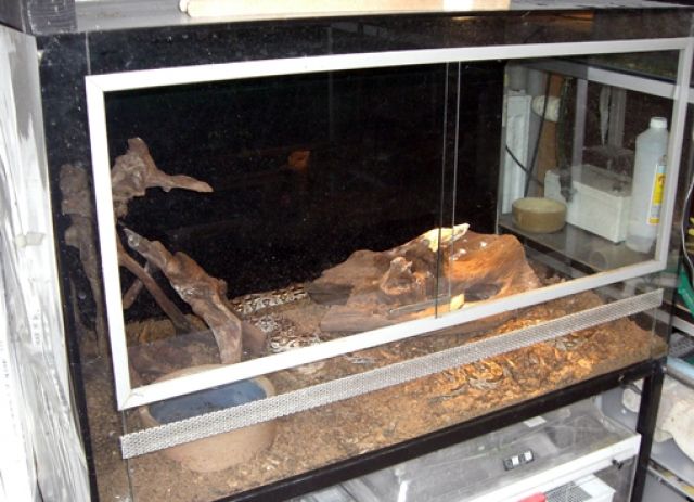 TERRARIEN versch. Größen - Terrarien - Rein