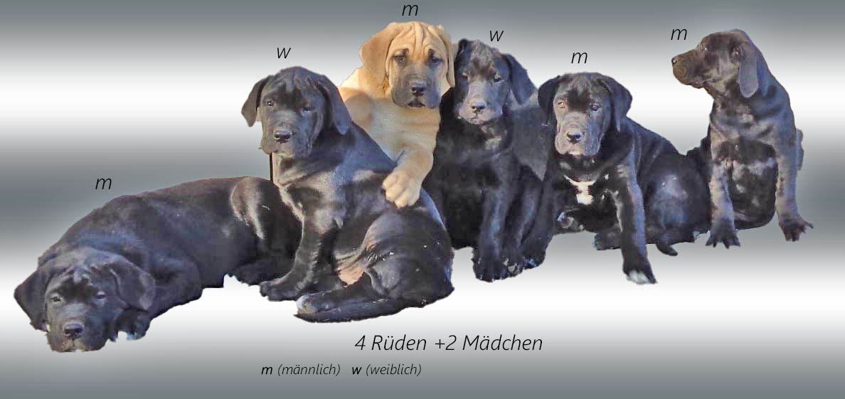 Mischlingswelpen, Cane Corso, Labrador, Dogge - Hunde - Beetzendorf