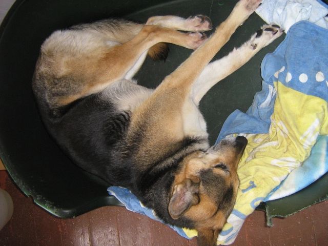 owalo design Hunde Berlin Abzugeben