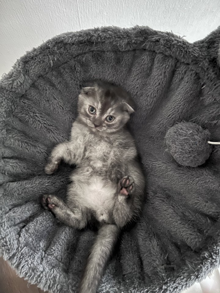 Britisch kurzhaar Kitten Scotisch Fold mix - Katzen - Rauenberg 