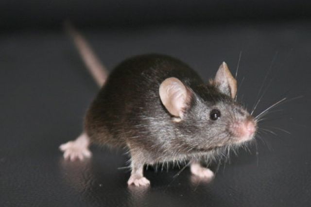 Graue Futtermäuse abzugeben zu je 0,50 € - Maeuse - Seesen