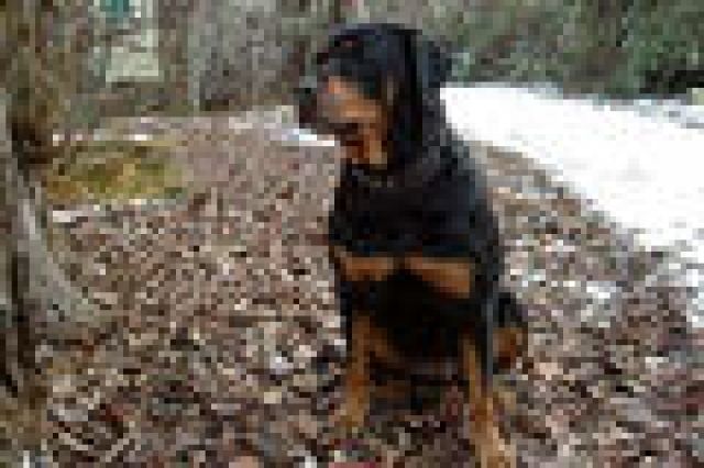 HILFE FÜR JESSY - Tiere In Not - 