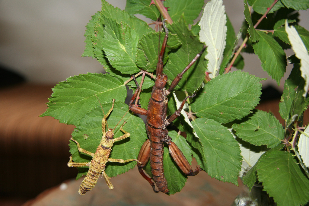 Schreckensmix - Insekten - Forchheim