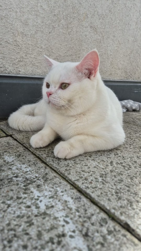 BKH Deckkater Boncuk - Katzen - Rüsselsheim