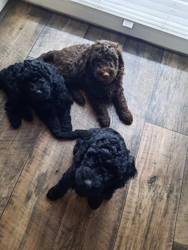 Goldendoodle Welpen - Hunde - Cloppenburg