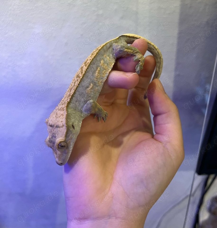 Crested Gecko – Harlequin/Pinstripe-Morph mit vollem Schwanz - Reptilien - Hanerau-Hademarschen