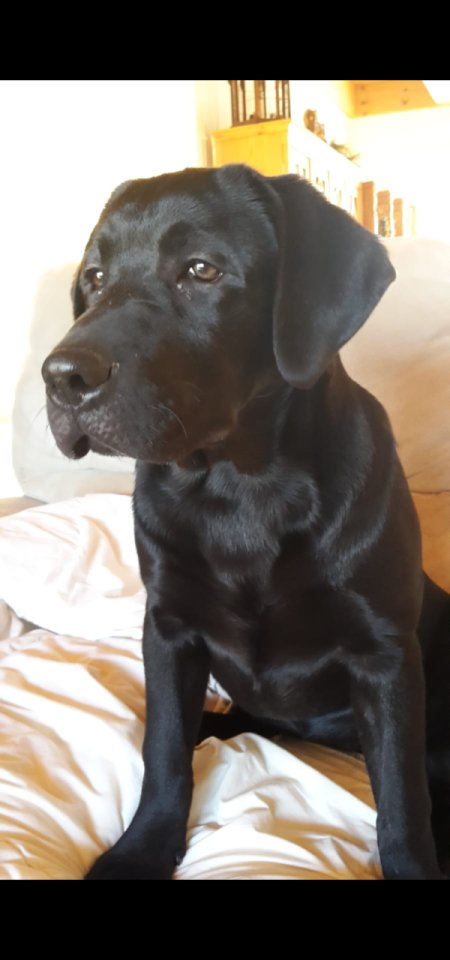 Verkaufe schöne Labrador Hündin - Hunde - Parsberg