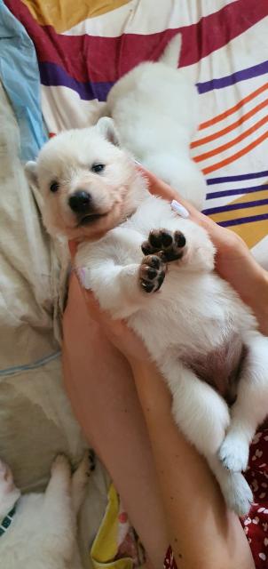 Berger Blanc Suisse ( langstock)  - Hunde - Tauer