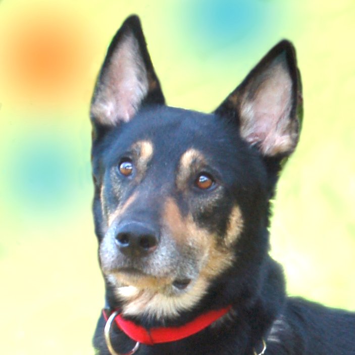SKYLO - männlich  5 Jahre  58 cm  19 kg  Mix  Gechipt  Nicht kastriert - Hunde - Lauf an der Pegnitz