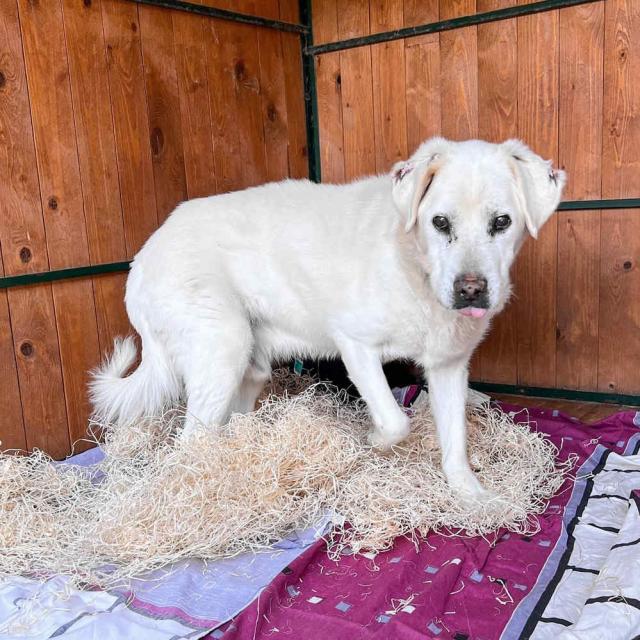 Duke...leidet im Tierheim, er sucht ein schönes Körbchen - Hunde - Hünfelden