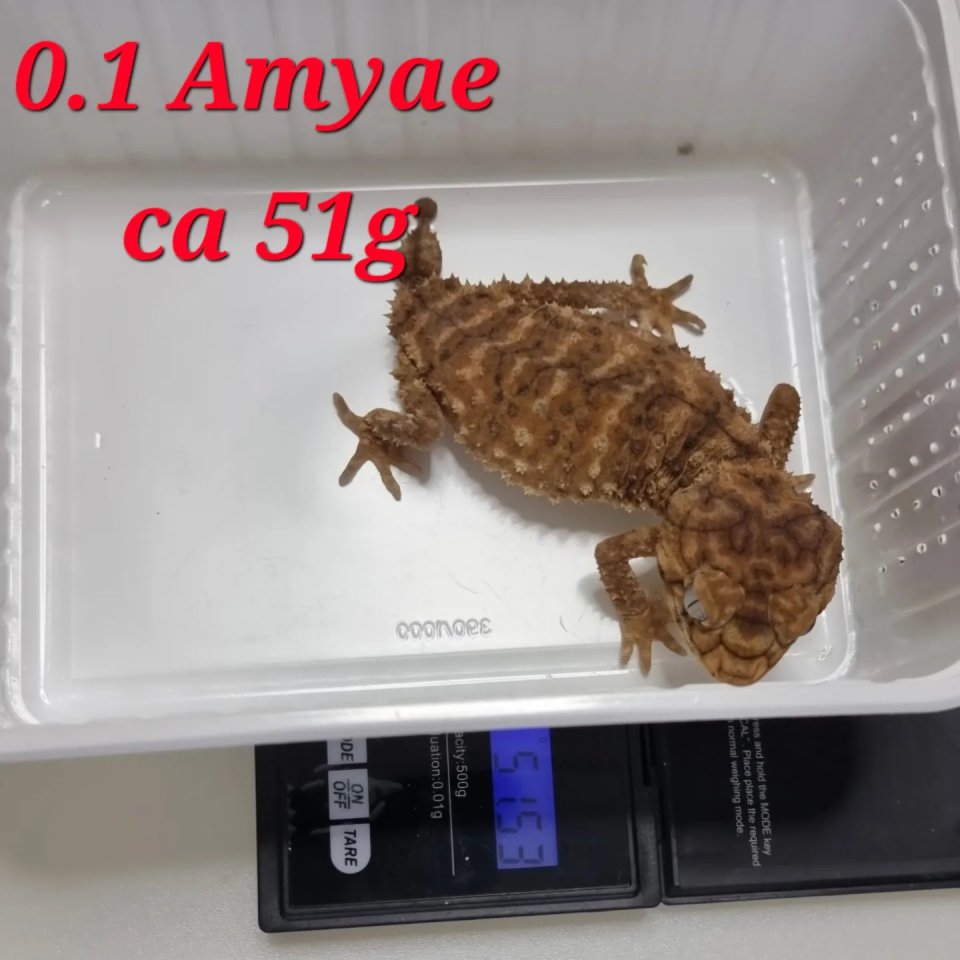 Amyae Wheeleri Deleani lucasium Diplodactylus - Reptilien - Lippstadt
