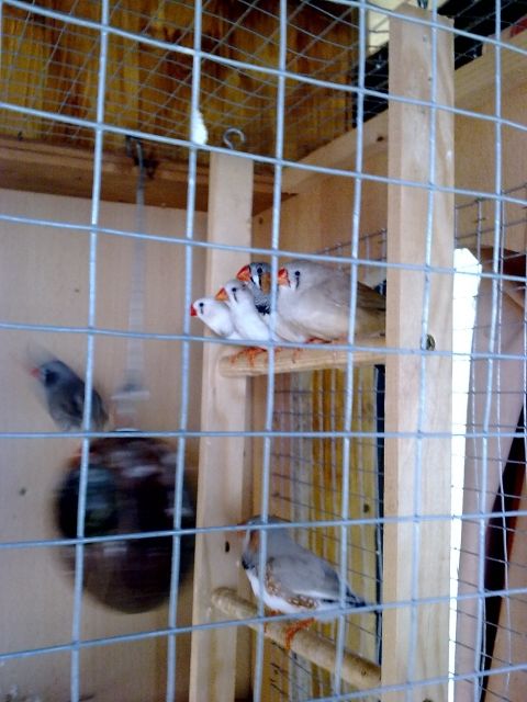 Junge Zebrafinken abzugeben - Voegel - Cottbus