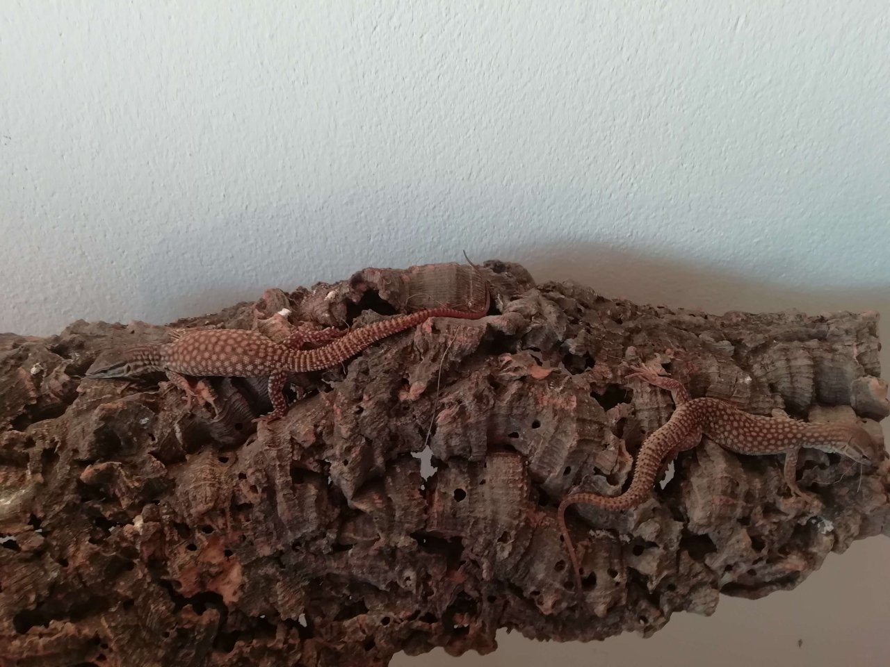 Stachelschwanzwaran / Varanus acanthurus - Reptilien - Salzburg