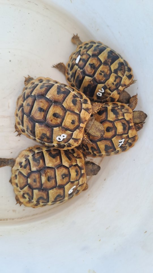 Griechische Landschildkröten Babys - Reptilien - MUNDERKINGEN