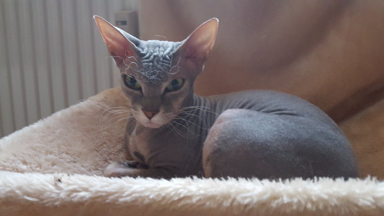 Don Sphynx Mädchen - Katzen - Meiningen