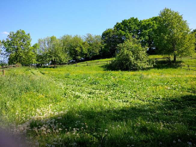 Weide / Koppel mit Wasser für Pferde bei Wachtberg-Berkum - Pferde - Ahrbrück