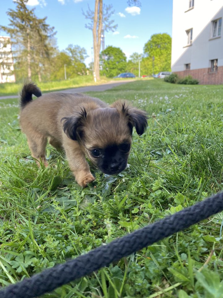 Chihuahua in Langhaar - Hunde - Rathenow