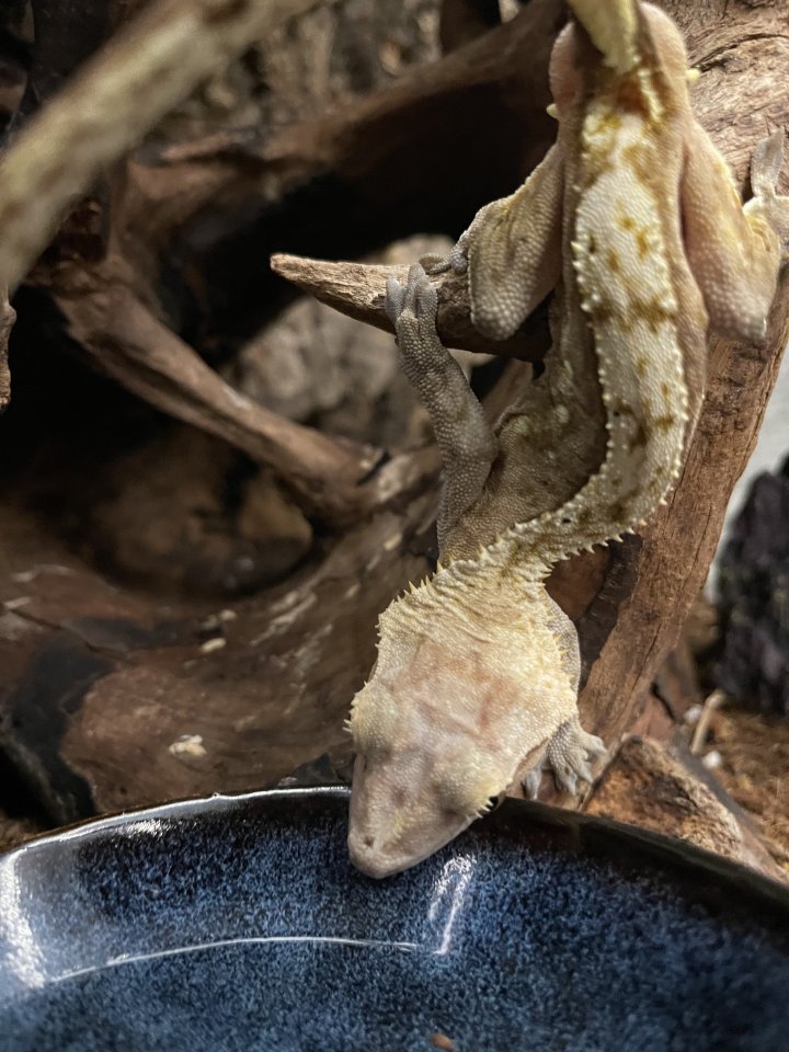 Kronengecko Männchen mit Terrarium - Reptilien - 68723