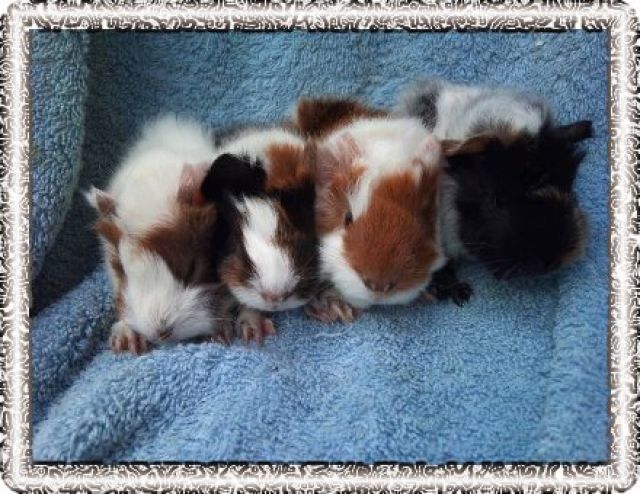 2 Babymeerschweinchen Männlich abzugeben - Meerschweinchen - Steinen bei Lörrach
