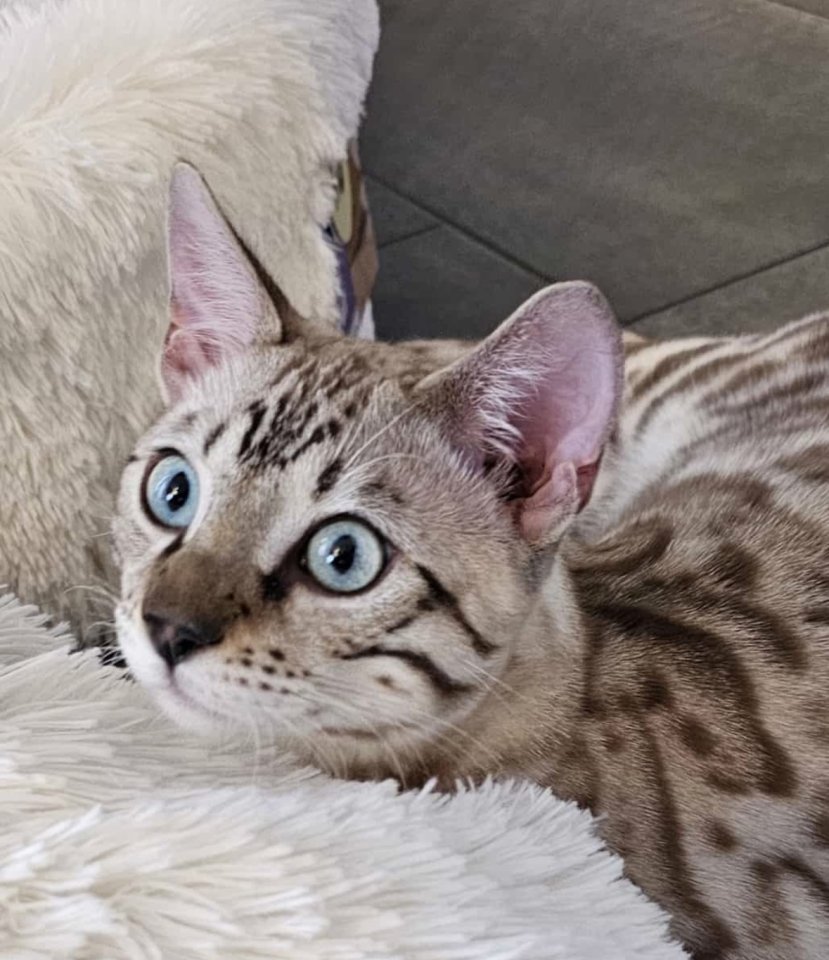Bengal Katzen, weiblich, in liebevolle Hände abzugeben - Katzen - Schwanewede