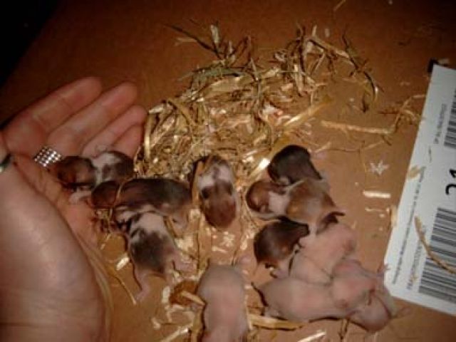 8Kleine Teddy/Goldhamster abzugeben - Hamster - Hamburg/West