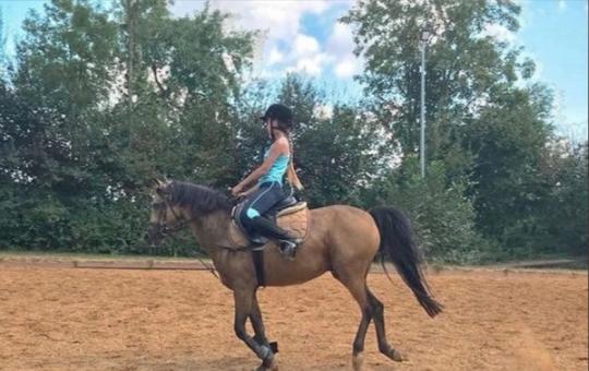 Suche Reitbeteiligung! - Reitbeteiligung - Nürtingen, Baden-Württemberg